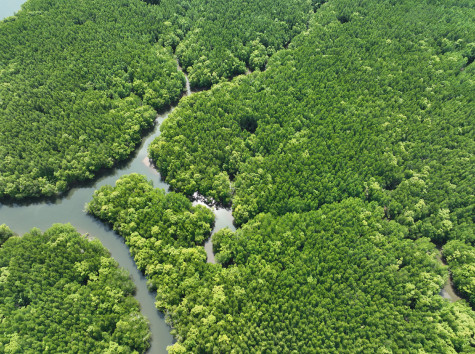 river in forest