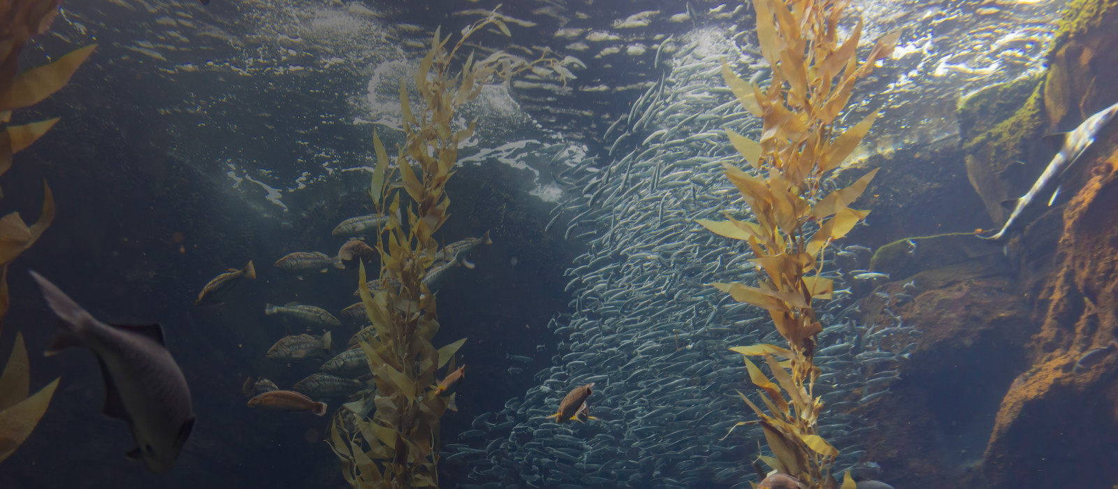 NCS for carbon sequestration and NBS for holistic ecological stability