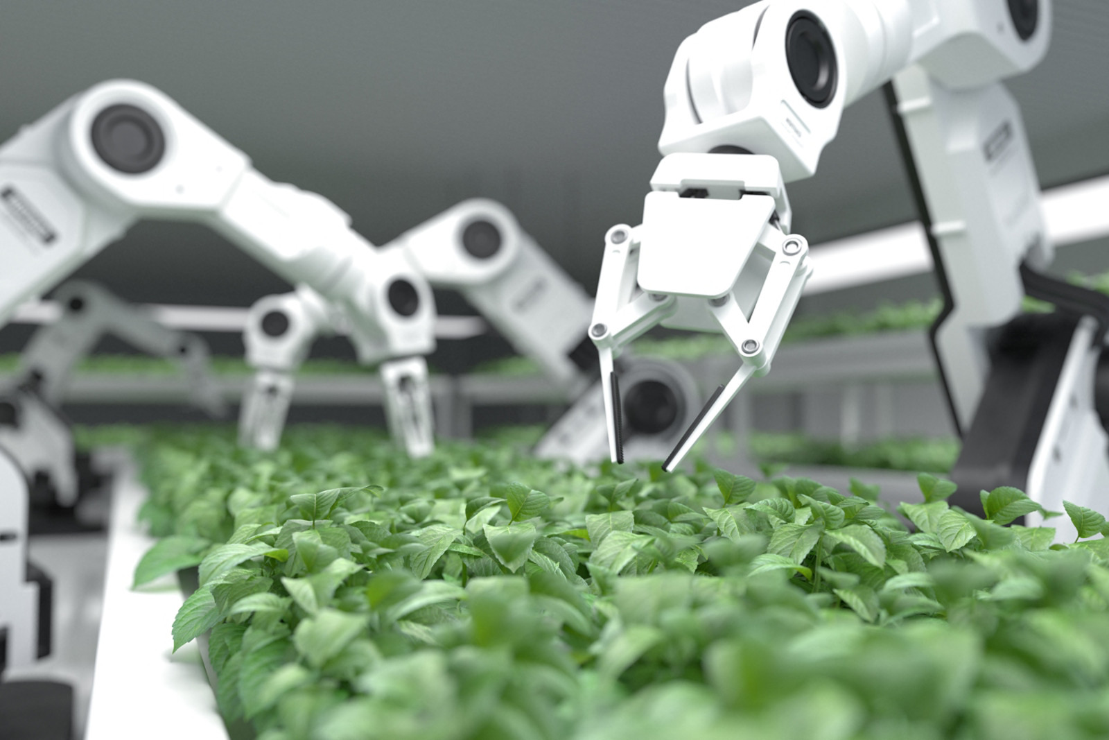 Smart robotic farmers concept, robot farmers, Agriculture technology, Farm automation. 3D illustration