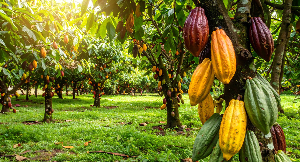 Cacao trees growing in a lush green field under a clear blue sky.