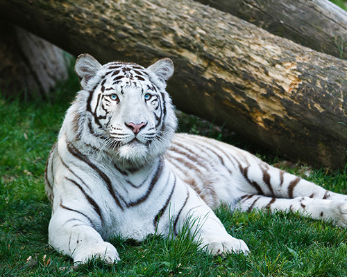 Zoological Park