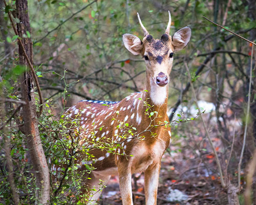 Sanjay Gandhi National Park