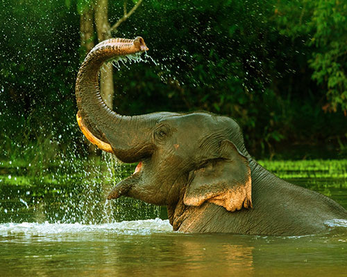 Theppakadu Elephant Camp