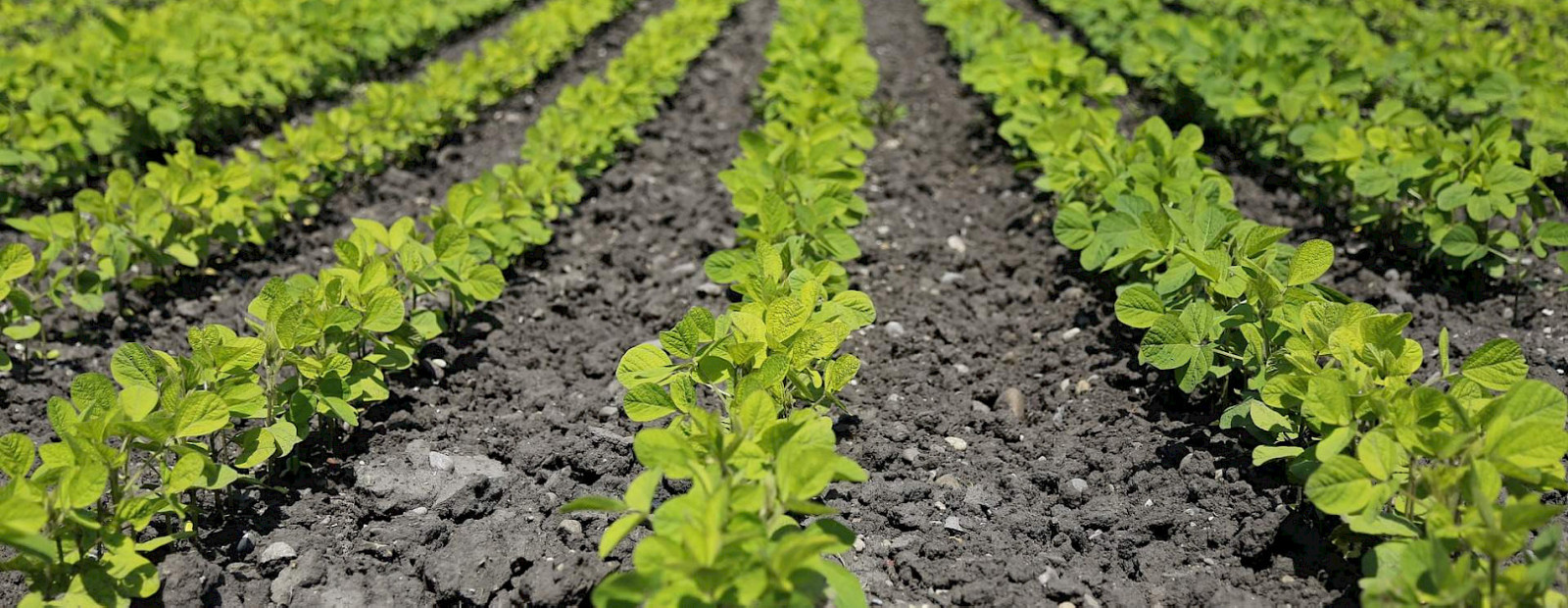 rows of lettuce in field