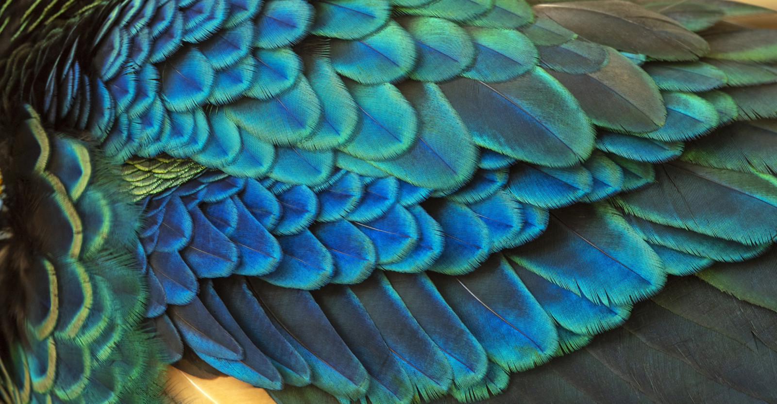 Closeup peacock feathers