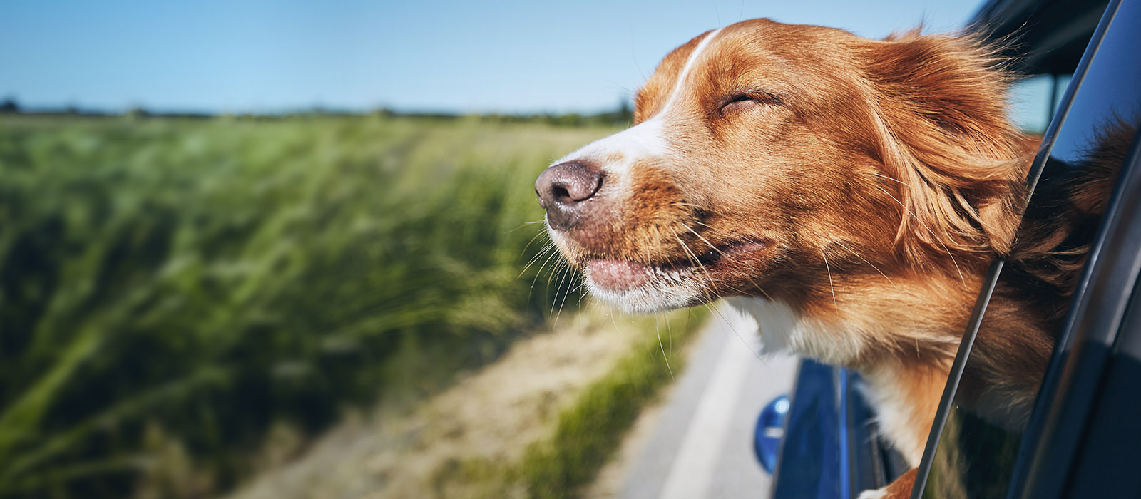 Hund sticker ut huvudet genom bilrutan