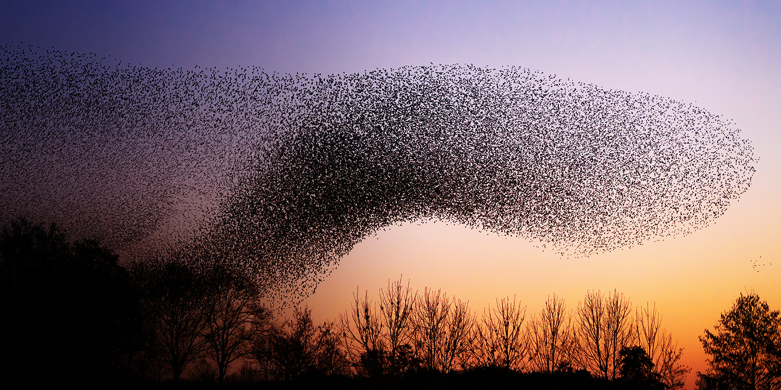 flock of birds flying at sunset