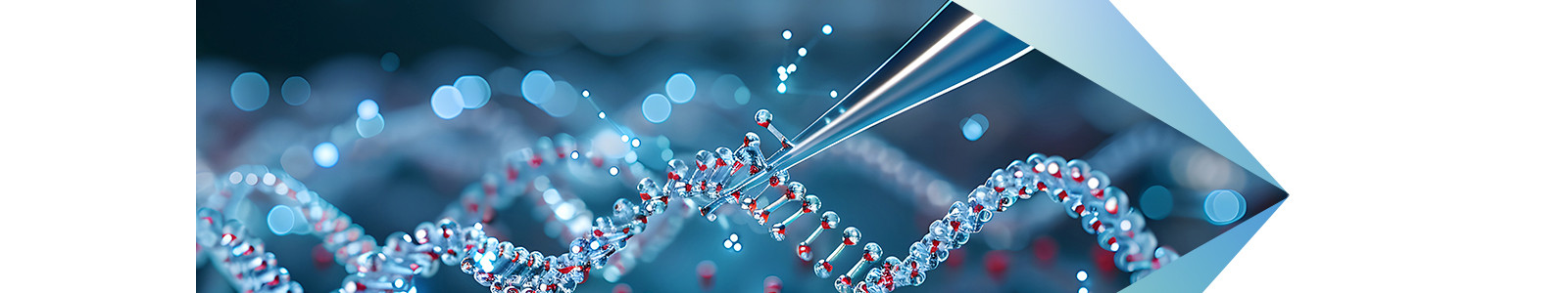 An DNA like structure