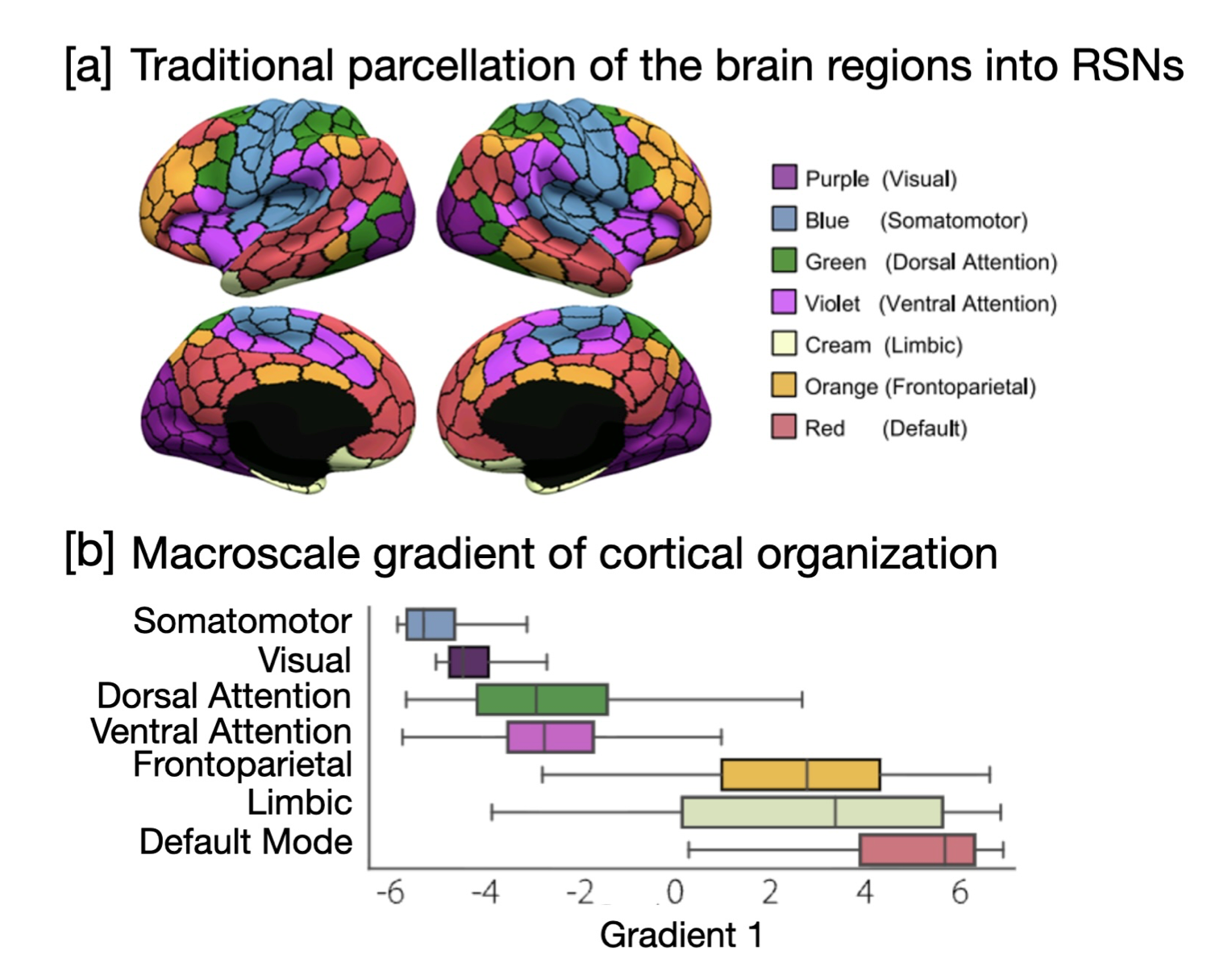 Brain image with plot