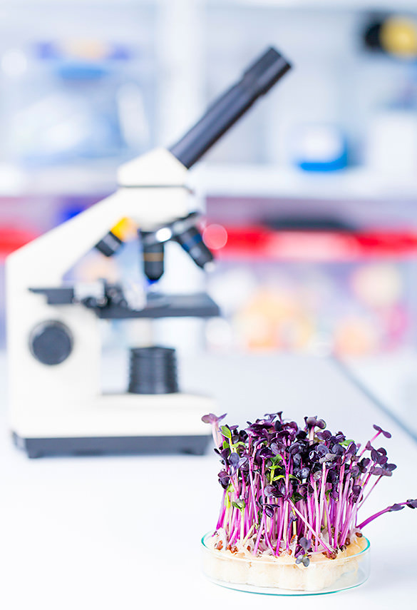 Purple microgreens and a microscope
