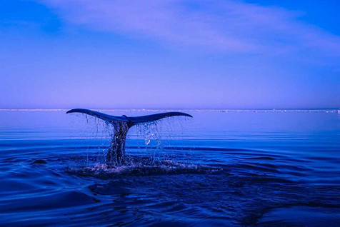 cola de ballena fuera del agua