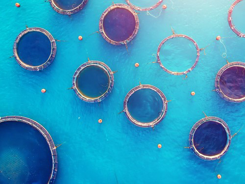 Arial view of multiple fish farms in a bright blue body of water