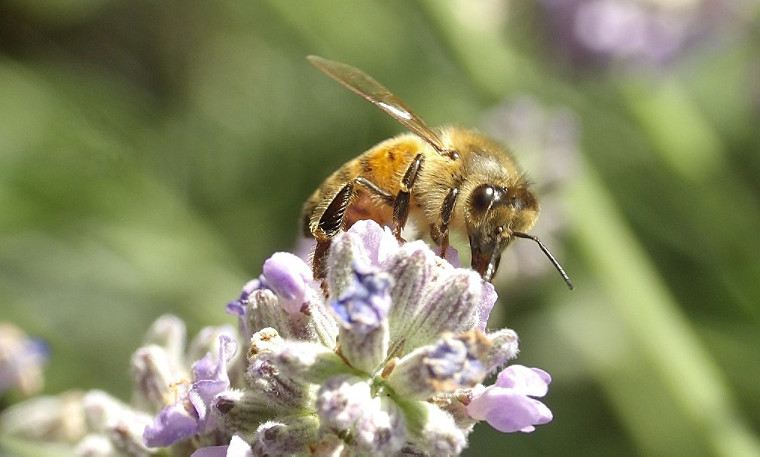 primer plano de una abeja sobre una flor