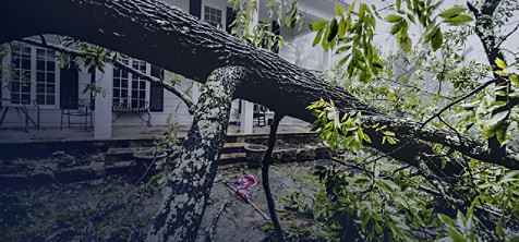 Trasigt träd som fallit framför ett hus