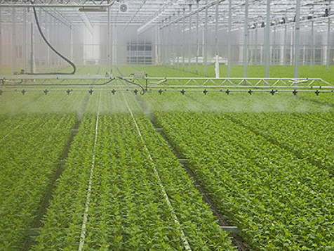 Saplings being watered in a greenhouse