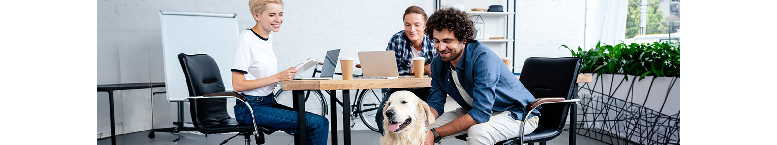 People are using laptop and playing with the dog