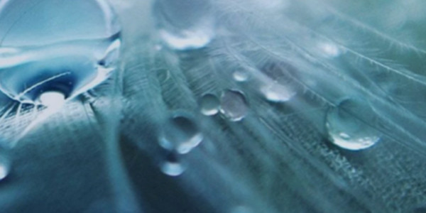 water droplets on leaves