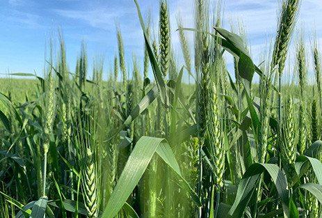 Close up view of a wheat field.