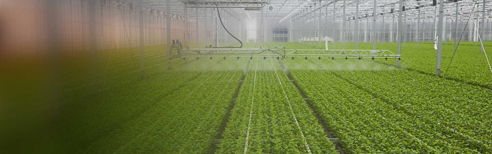 "Plant irrigation in greenhouse, please see also my other images of greenhouses, plants and flowers in my lightbox:"