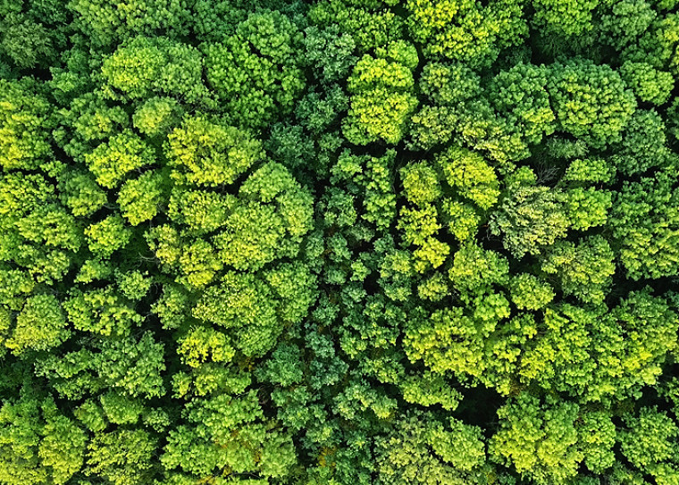 Sky view of green trees