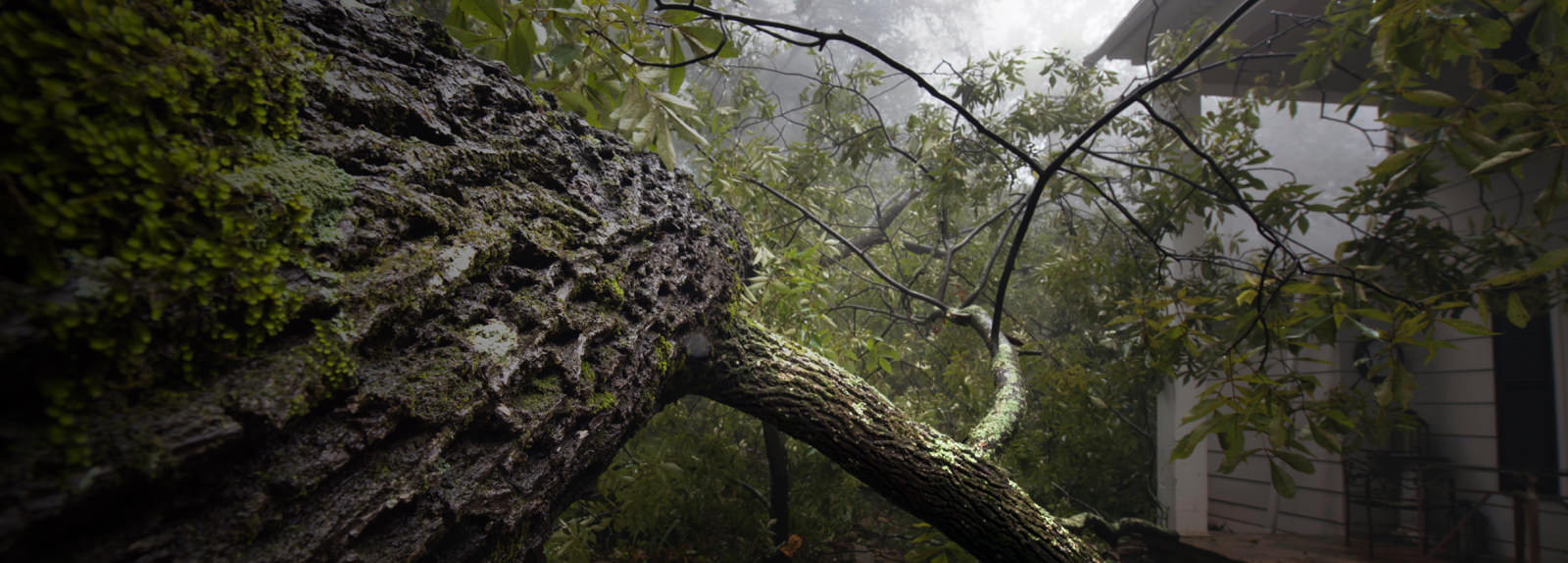 Baum mit mehreren Zweigen