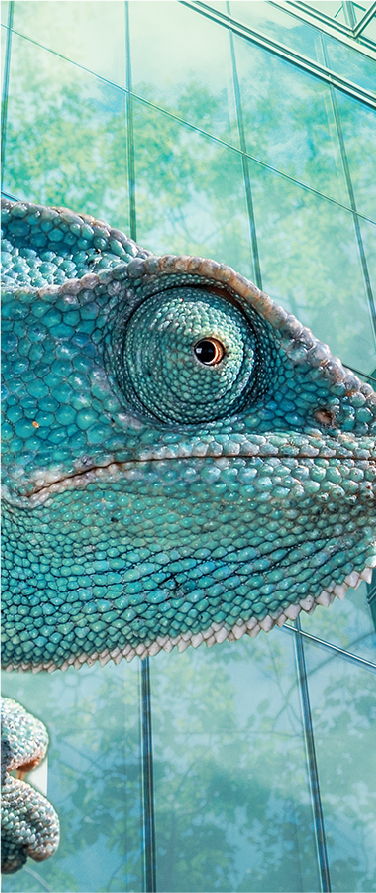 caméléon