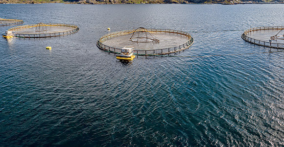 fish nets in sea