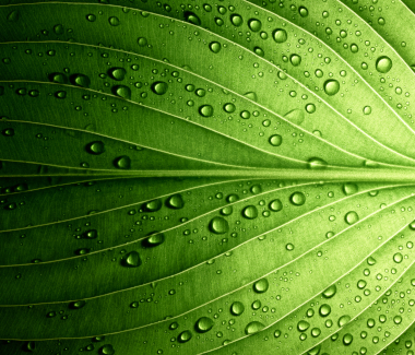 image of a leaf with water droplets