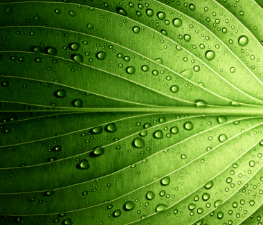 imagen de una hoja con gotas de agua