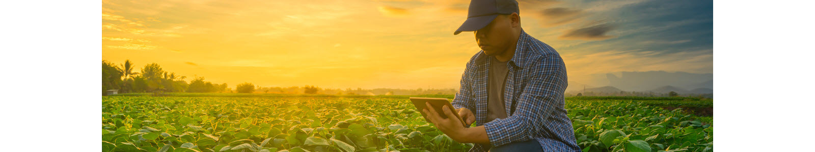 A person using tab in a green farm