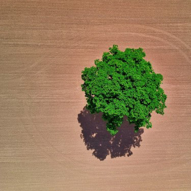 Top view of a tree surrounded by empty land
