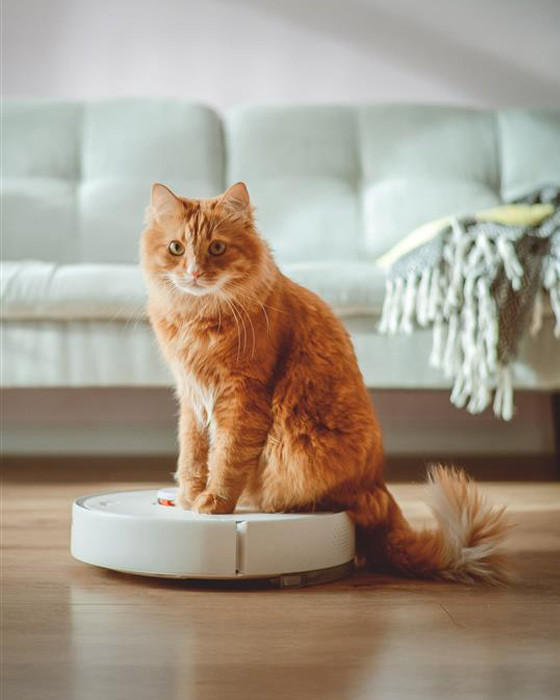 Katze, die auf einer weiß-blauen Waage sitzt und sich neugierig umsieht