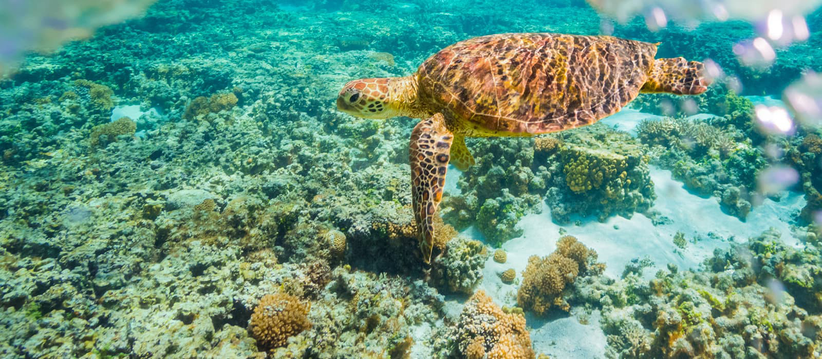 sköldpadda simmar i havet