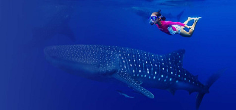 En jente som svømmer med en hval i havet.