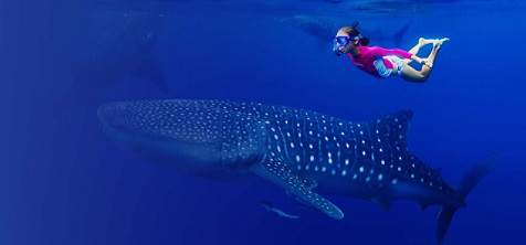 woman swimming with a shark