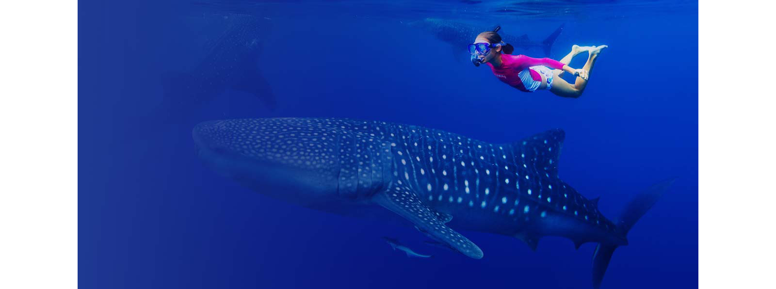 A Women wearing swimming googles and swimming with large fishes.