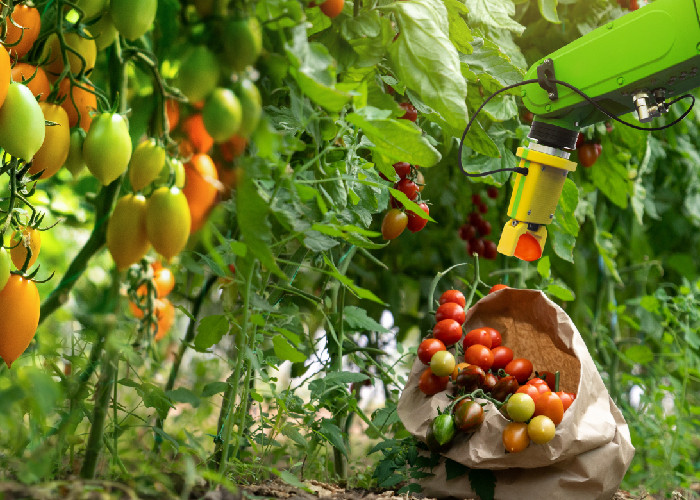 tomoto harvesting