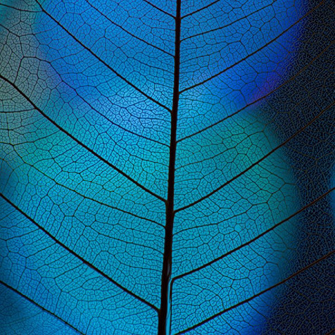 Ett blått blad