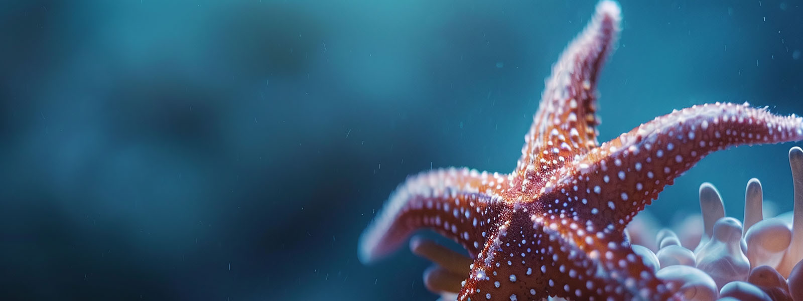 starfish in deep ocean