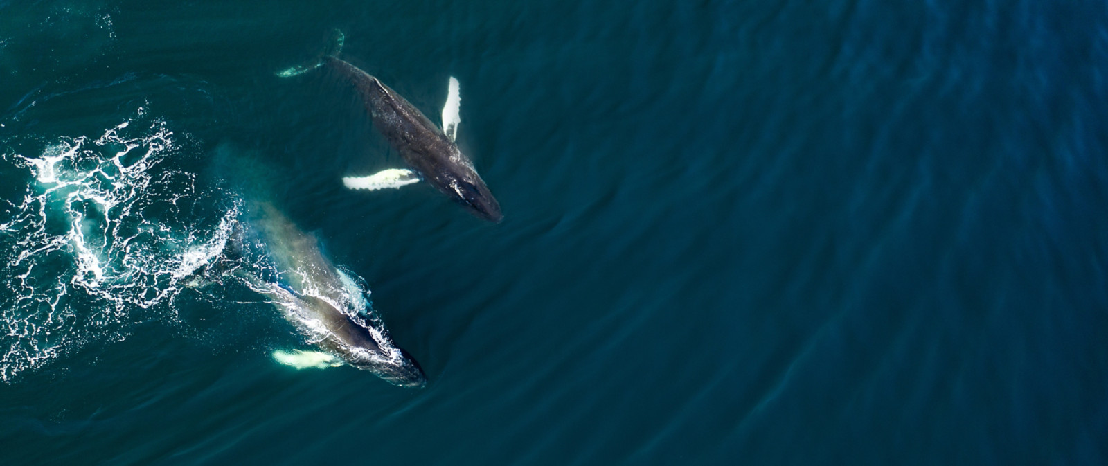 Aerial view of huge humpback whale, Iceland, Europe.