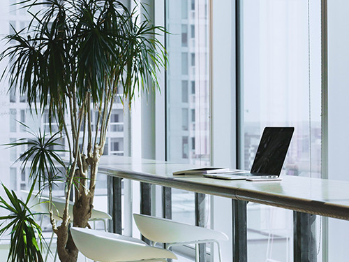 A long table along a window and a thriving potted palm tree